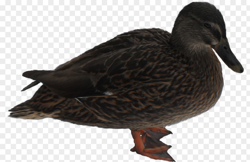 Duck Mallard Mandarin Bird Goose PNG