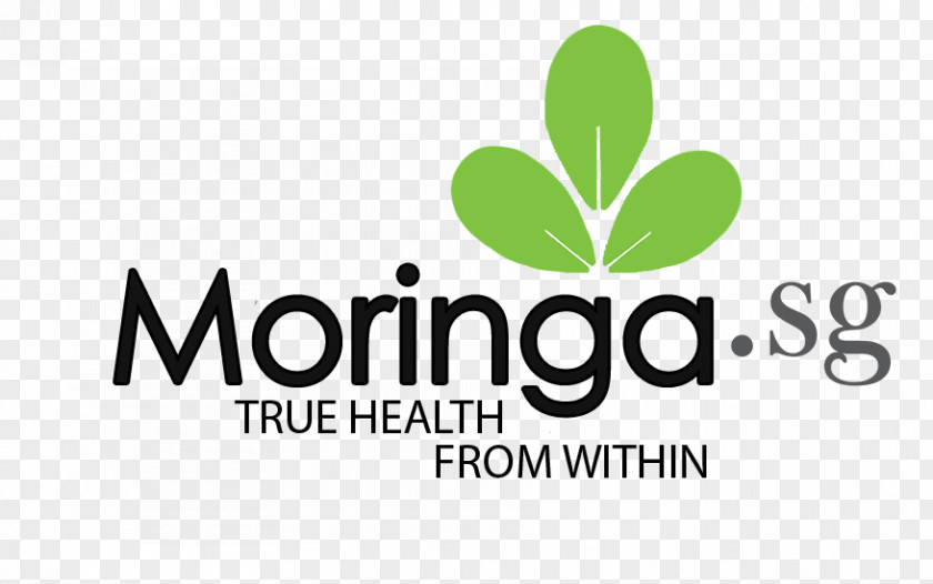 Moringa Drumstick Tree Ben Oil Food Plant Seed PNG