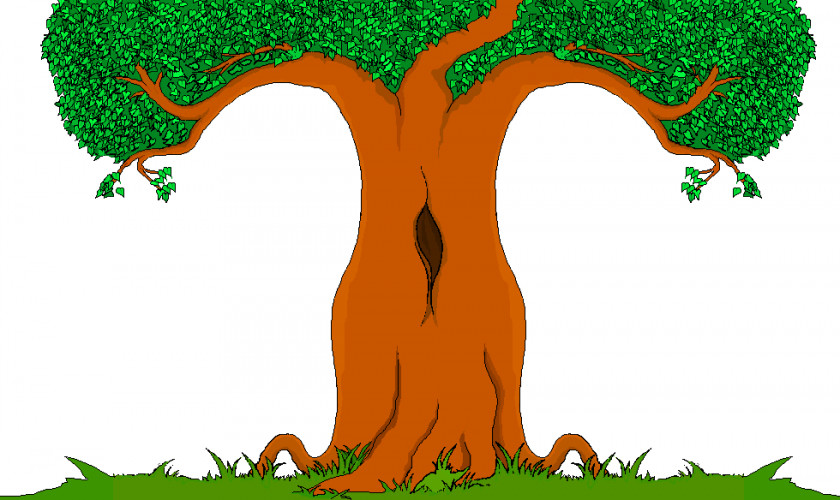 TREE CARTOON Cartoon Tree Drawing Clip Art PNG