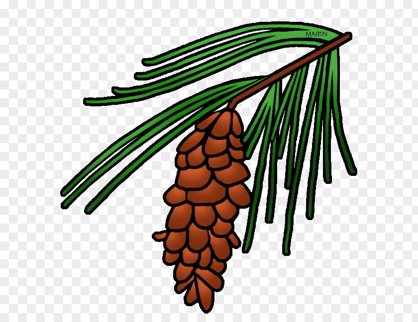 Tree Longleaf Pine Loblolly Conifer Cone Clip Art PNG