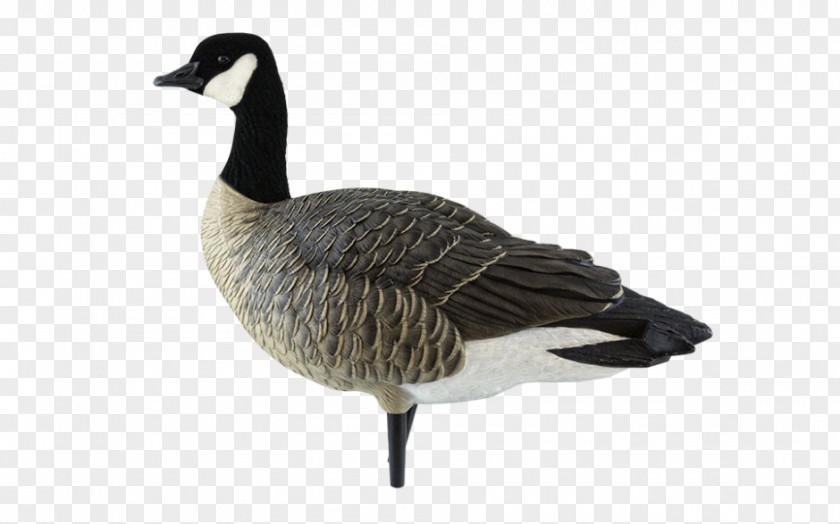 Goose Canada Mallard Duck PNG