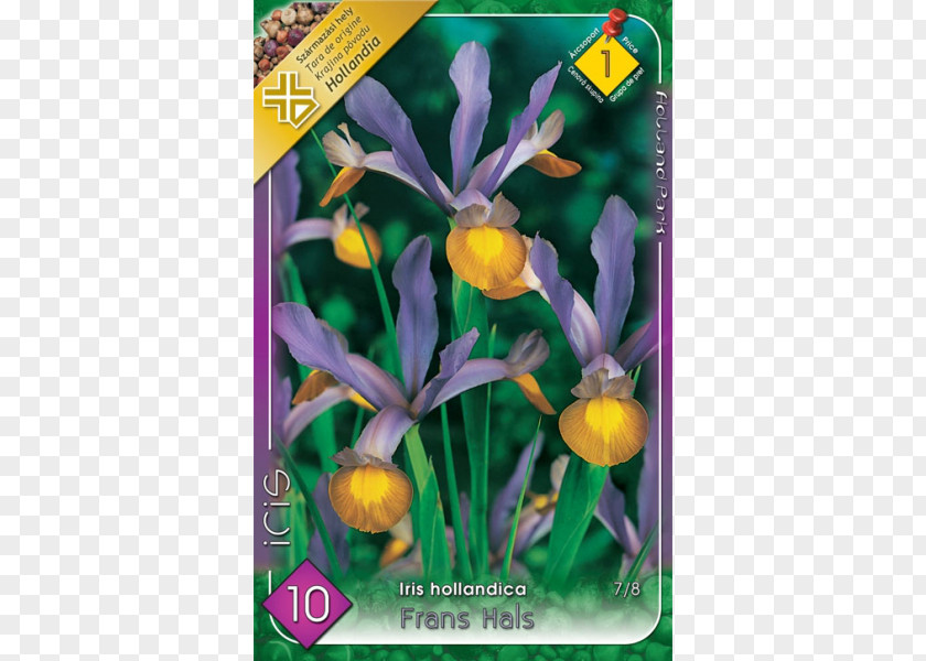 Iris × Hollandica Siberian Netted Danfordiae Ulmus 'Wredei' PNG