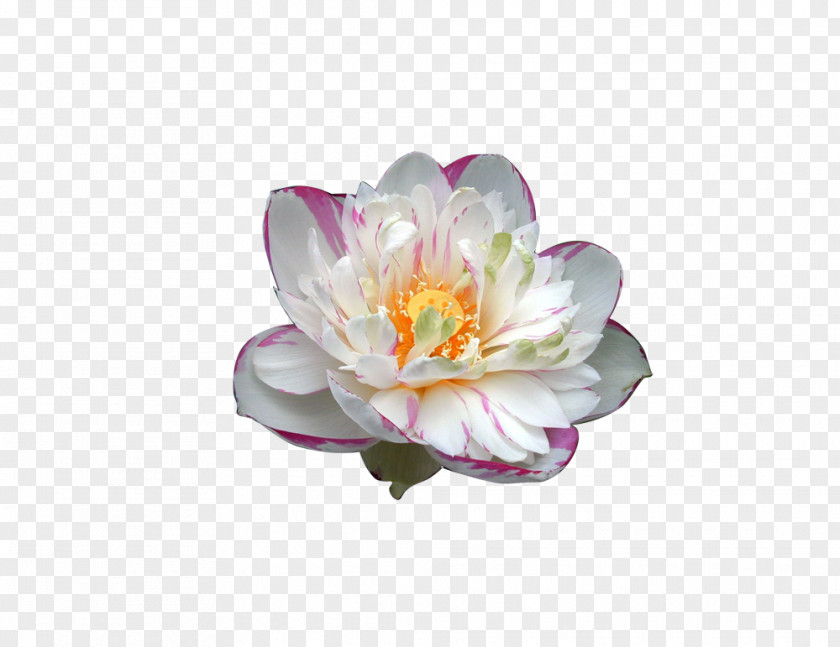Lotus 6 Nelumbo Nucifera Flower Download PNG