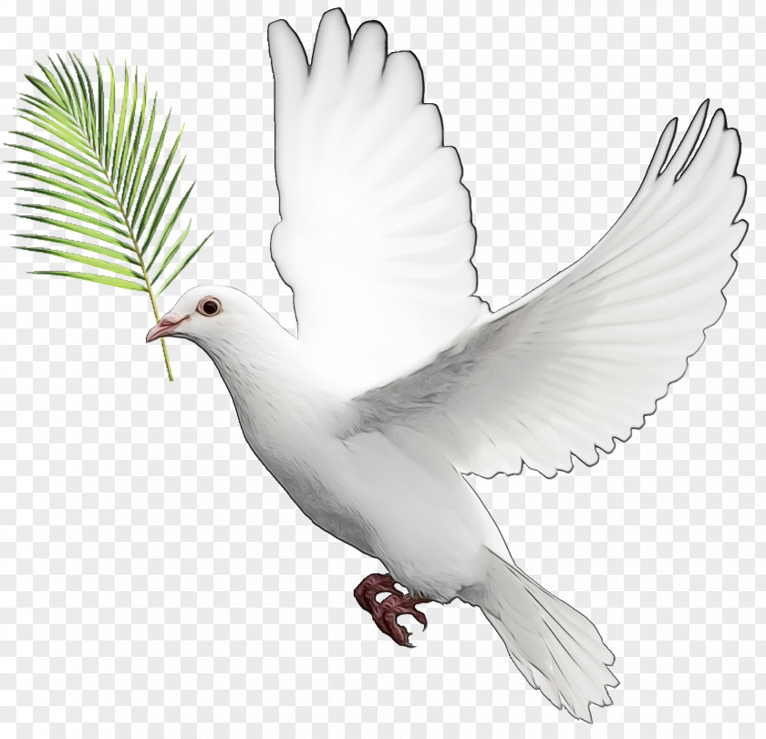 Peace Symbols Tail Pigeons And Doves Homing Pigeon Bird English Carrier Mourning Dove PNG