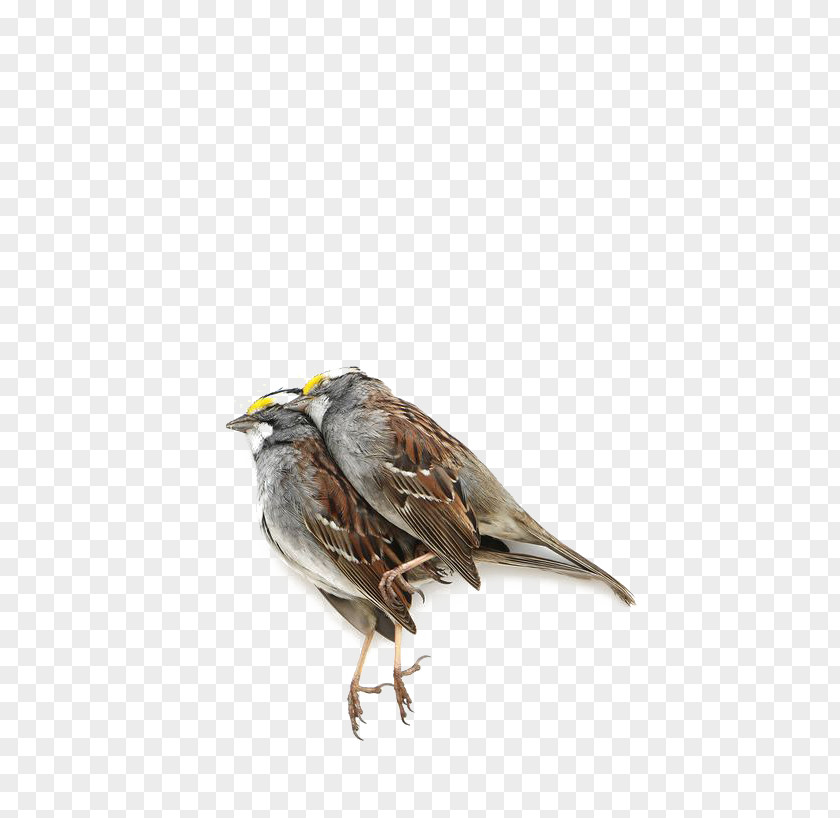 Sparrow Free Button Elements House Bird Finch Lark PNG