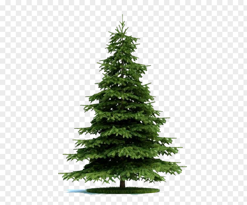 The Fir Trees In Game Blue Spruce Tree Norway Plant Pine PNG
