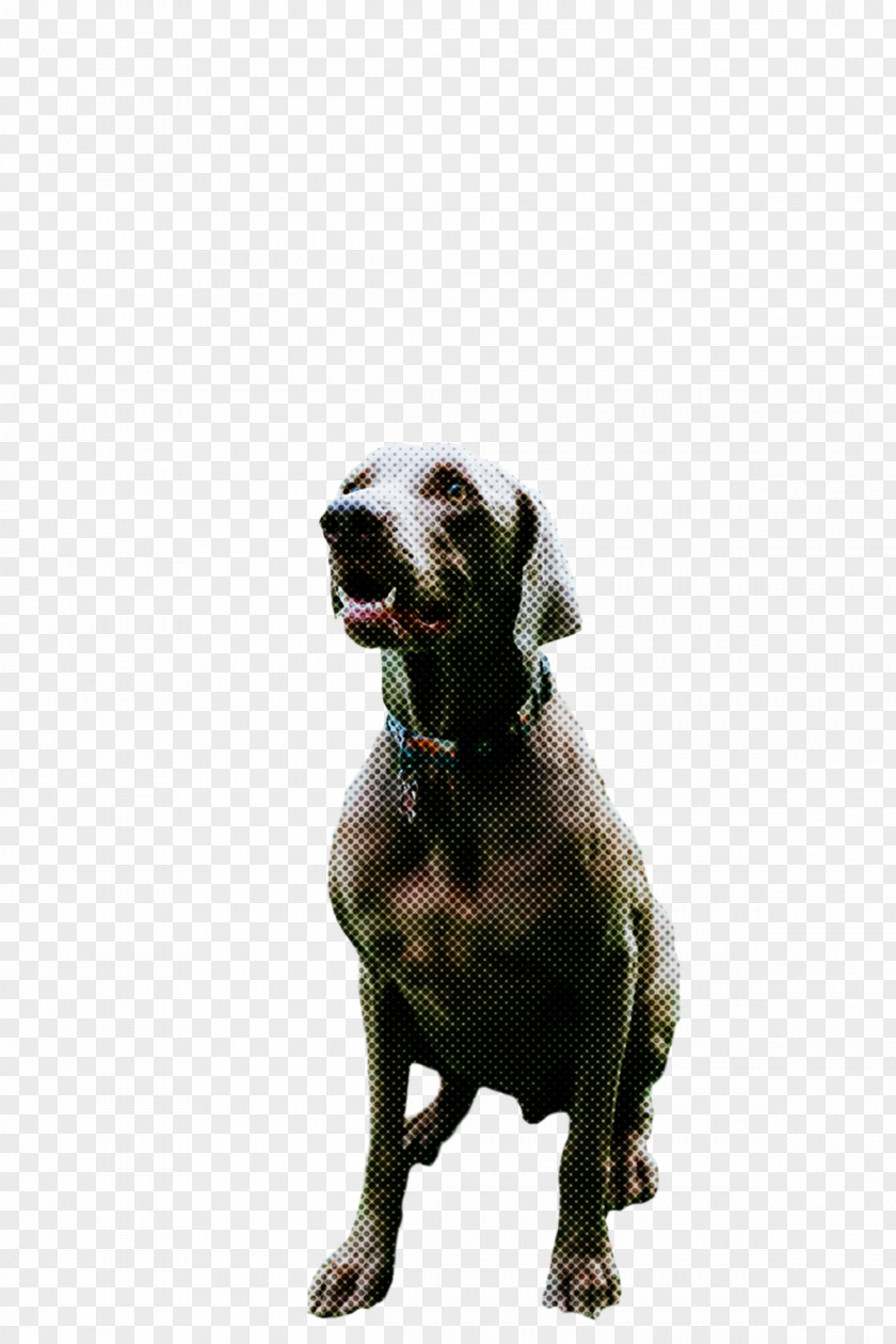 Weimaraner Snout Breed Crossbreed PNG