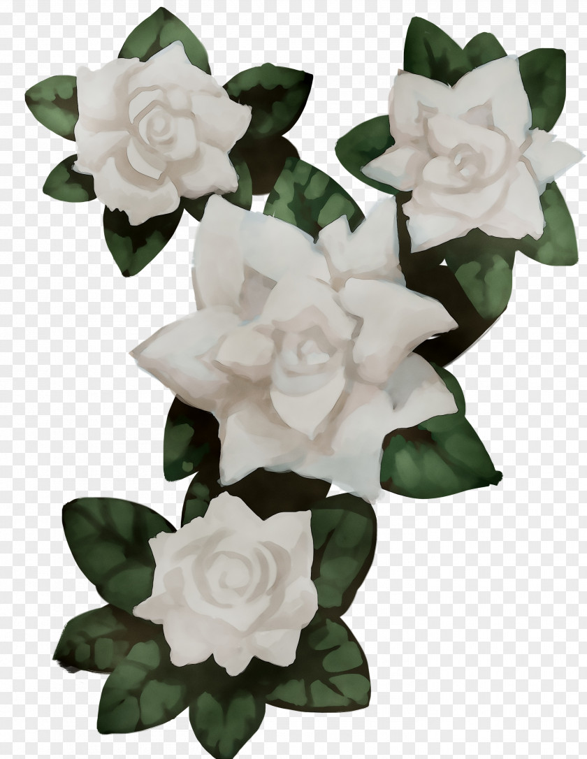 Gardenia Cut Flowers PNG