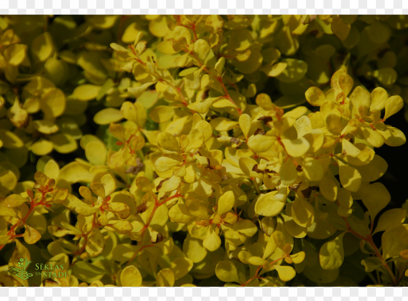 Groundcover Mustard PNG