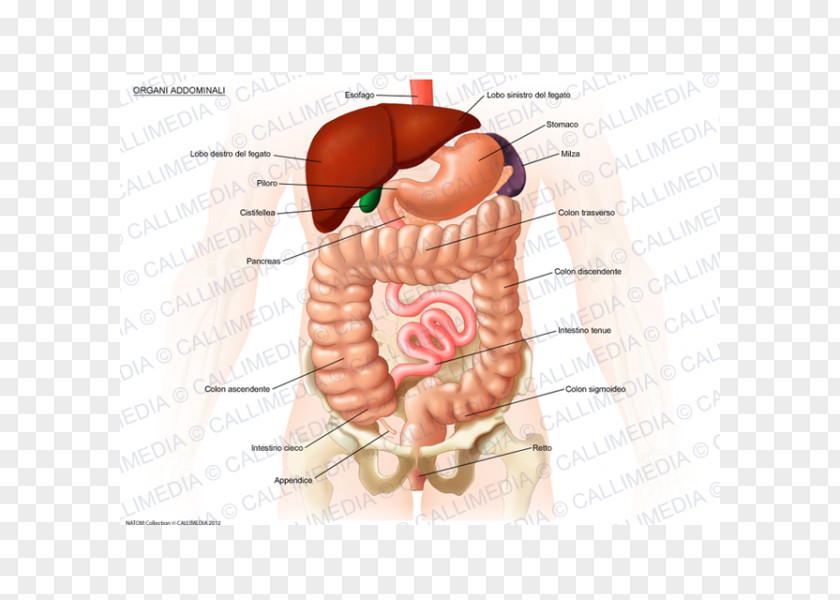Organ System Abdomen Anatomy Human Body PNG system body, Box Illustration clipart PNG