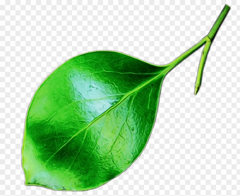 Plant Stem Anthurium Leaf Green Flower PNG