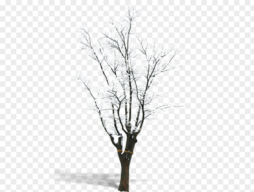 Snow Trees Branch Tree PNG