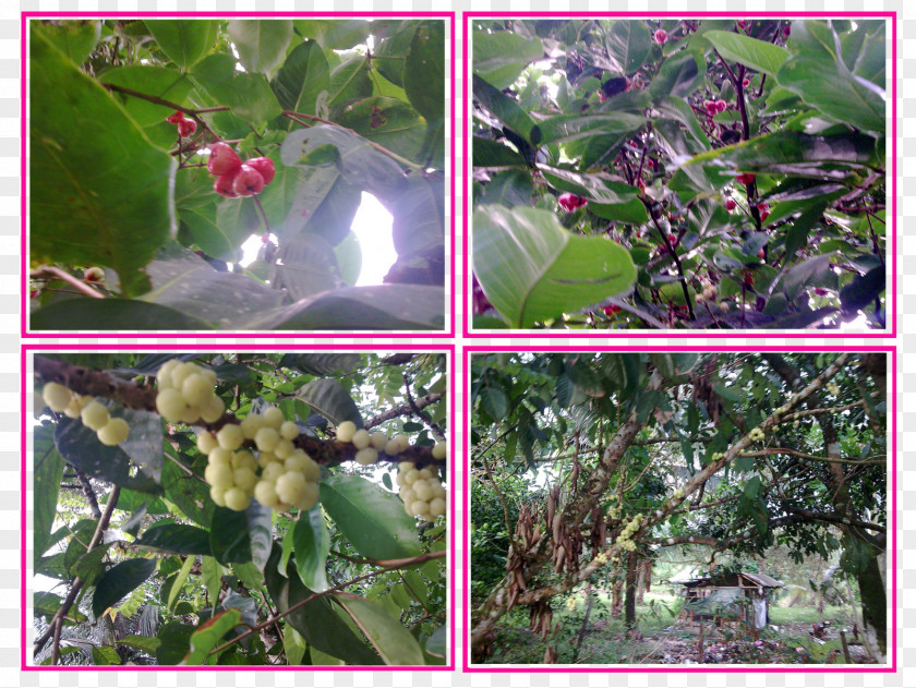 Balik Kampung Herb Shrub Flower PNG