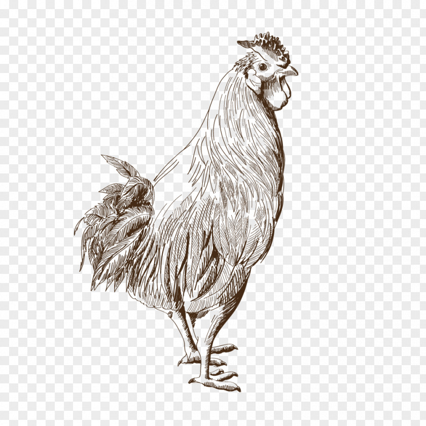 Bird Rooster Of Prey Beak Drawing PNG