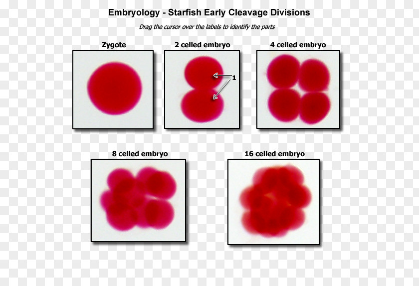 Cleavage Gastrulation Morula Embryogenesis Developmental Biology PNG biology, starfish clipart PNG