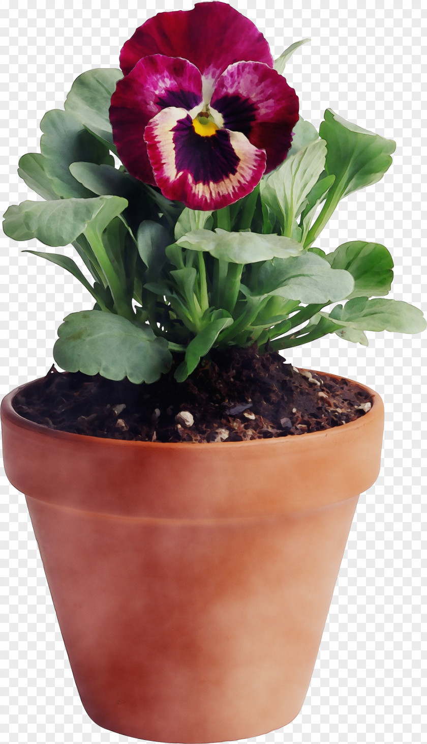Flower Flowerpot Plant Houseplant Petal PNG
