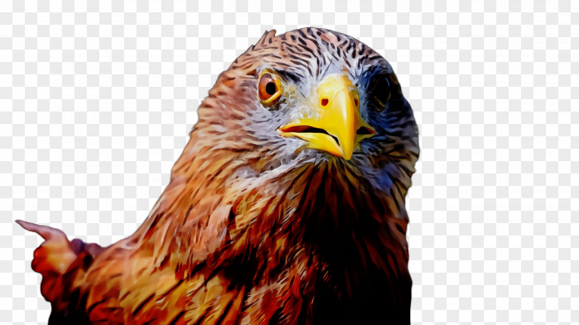 Golden Eagle Kite Bird Beak Of Prey Hawk PNG