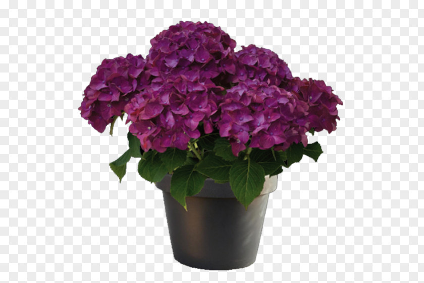 Hydrangea French Purple Plant Red Magenta PNG