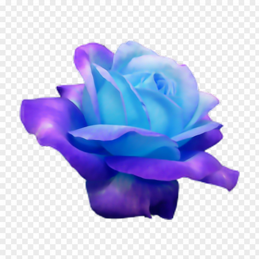 Rose Blue Flower Rosaceae PNG