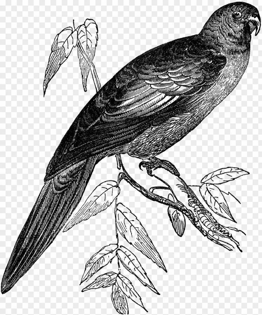 Tropical Birds Hawk Finches Bird Buzzard Beak PNG