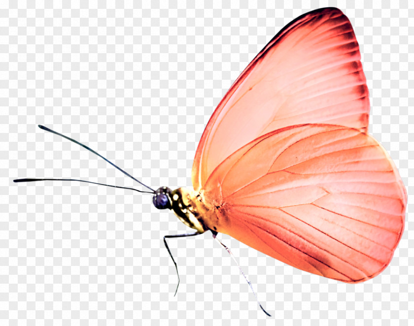 Butterfly Insect Pterygota PNG