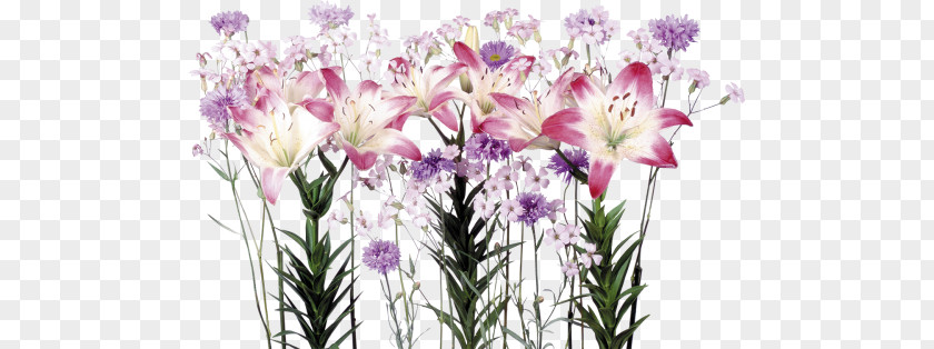 Flower Floral Design Cut Flowers Bouquet Lilium PNG