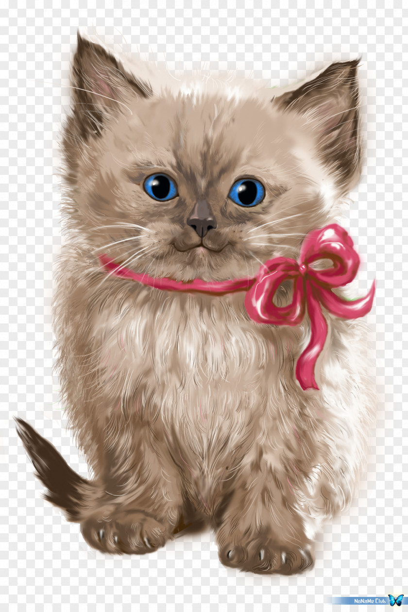 Kitten Persian Cat Asian Semi-longhair Ragamuffin Whiskers Minuet PNG