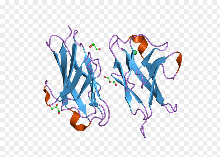 CEACAM1 Carcinoembryonic Antigen Cell Adhesion Cluster Of Differentiation Protein PNG