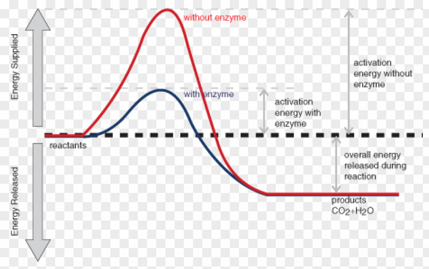 Chemical Reaction Activation Energy Enzyme Exothermic PNG