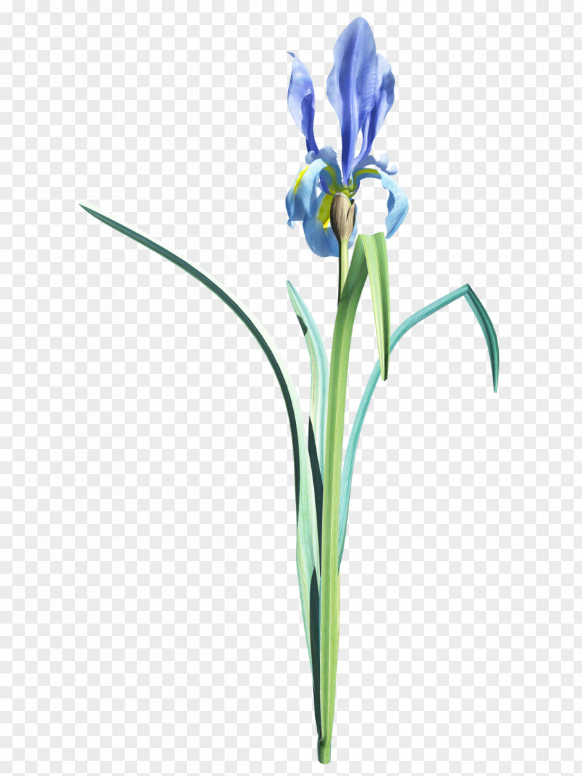 Iris Desktop Wallpaper Clip Art PNG