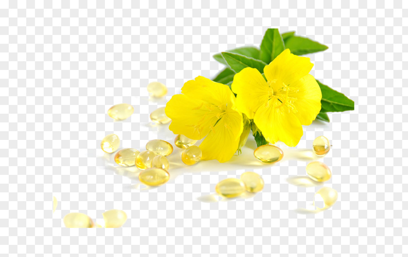 Oil Common Evening-primrose Gamma-Linolenic Acid Health Dietary Supplement PNG