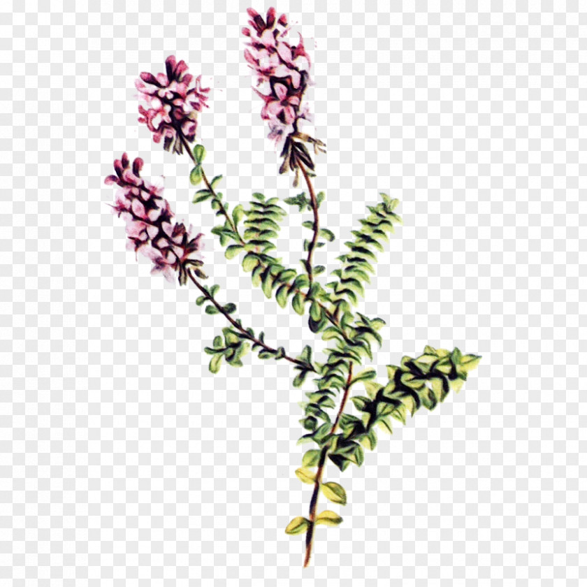 Pedicel Plant Stem Flower Heather Flowering Astilbe PNG