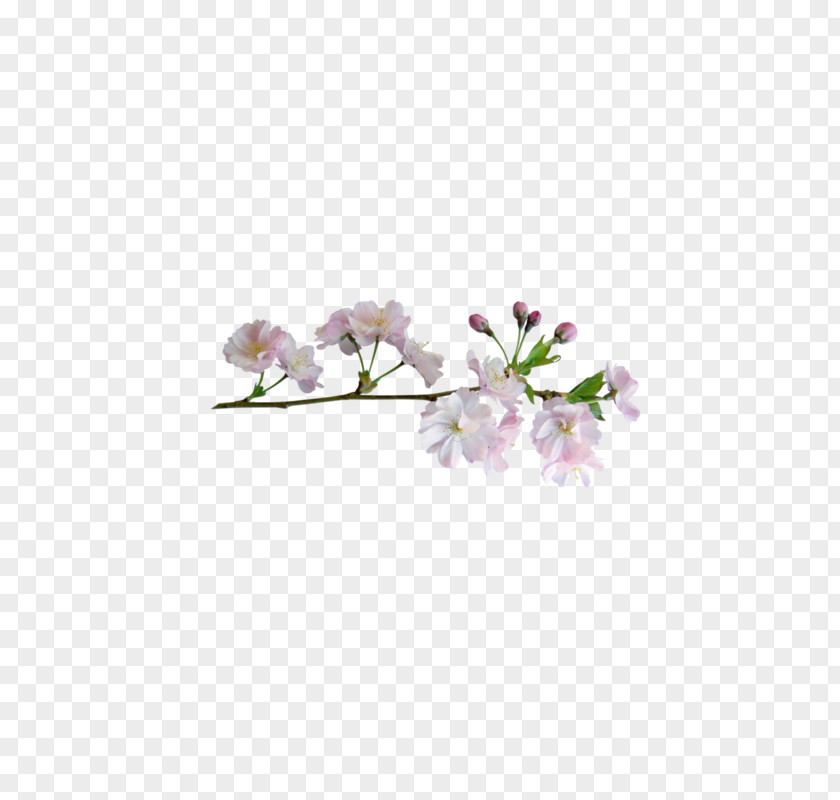 Pink Cherry Blossoms Flower PNG