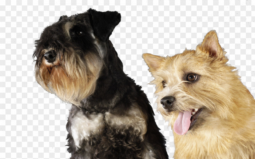 The Luo Weishi Pet Terrier Miniature Schnauzer Norwich Cairn Yorkshire Lakeland PNG