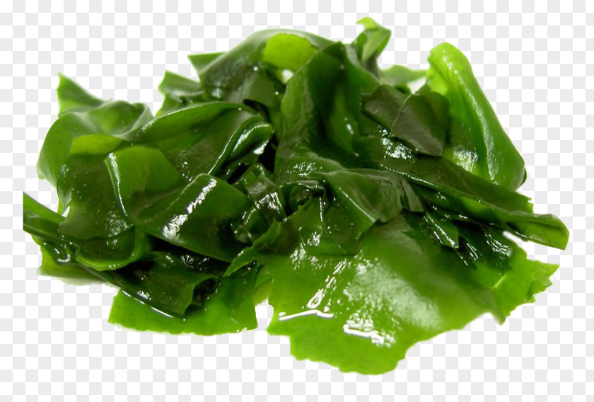 Algae Edible Seaweed Food Eating PNG