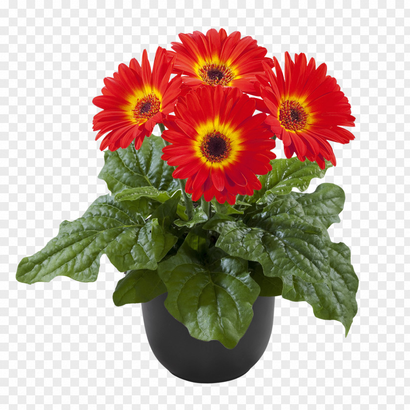 Plant Florist Holland B.V. Houseplant De Plantis Srl Flower PNG