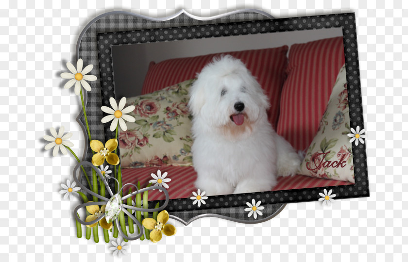 Puppy Maltese Dog Havanese Bolognese Bichon Frise Miniature Poodle PNG