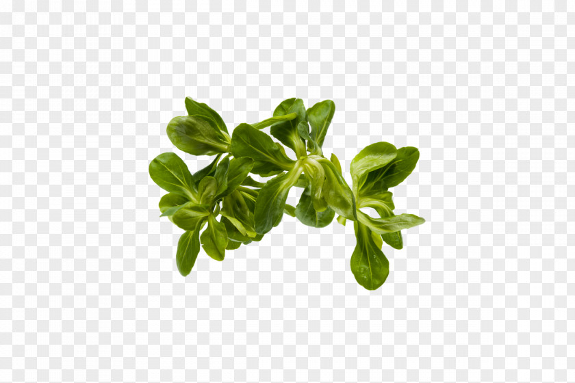 Vegetable Basil Leaf Herb Lettuce PNG