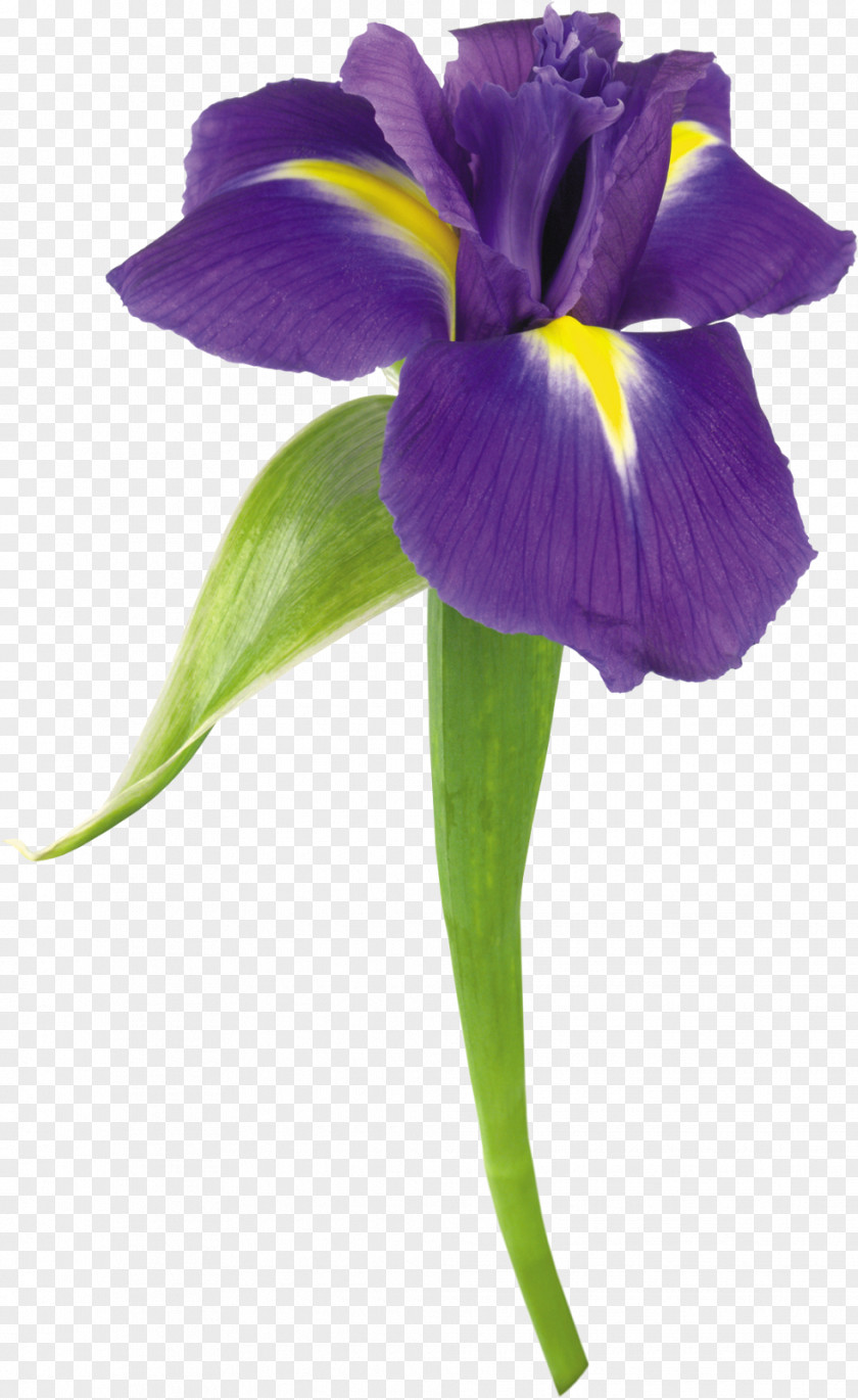 Violet Flower Stock Photography Iris Color Clip Art PNG