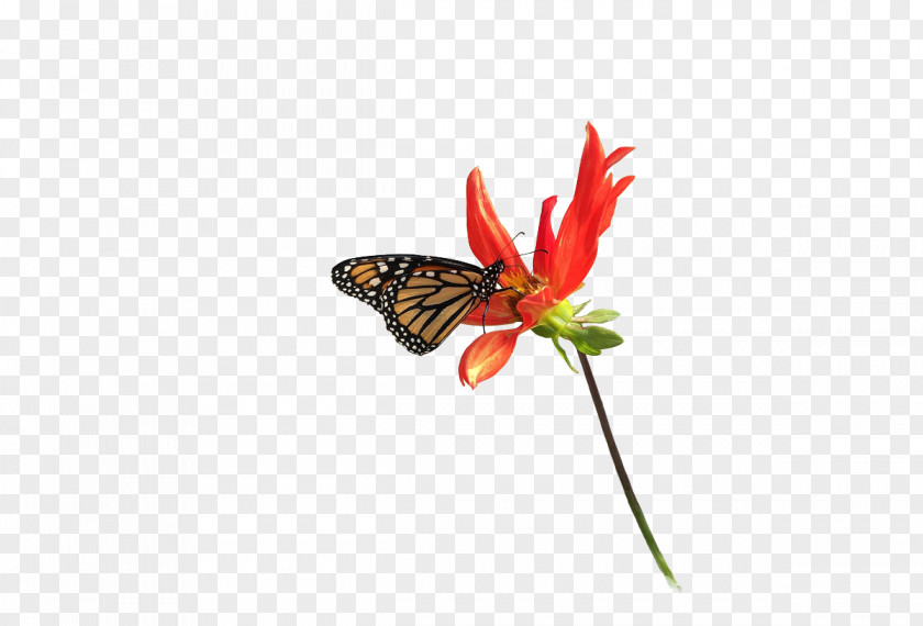 Butterfly Monarch Nymphalidae Moth Flower PNG