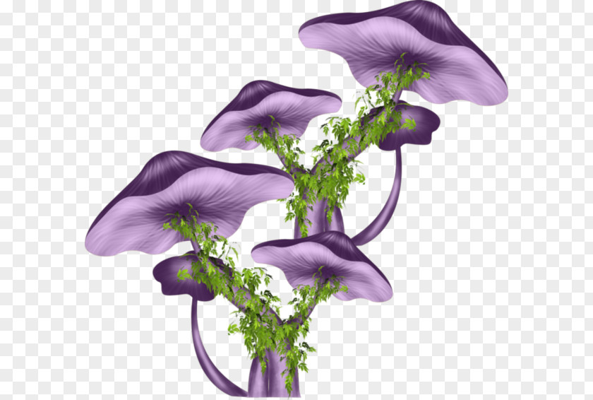Champignon Cut Flowers Drawing Floral Design Petal PNG