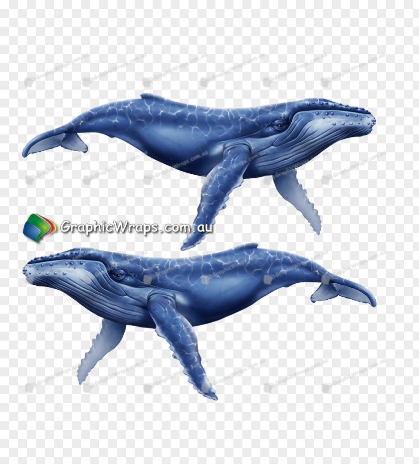 Dolphin Common Bottlenose Tucuxi Rough-toothed Cetaceans Wholphin PNG