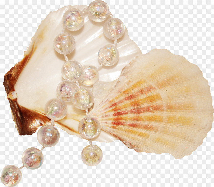 Jwellery Seashell Raster Graphics Clip Art PNG