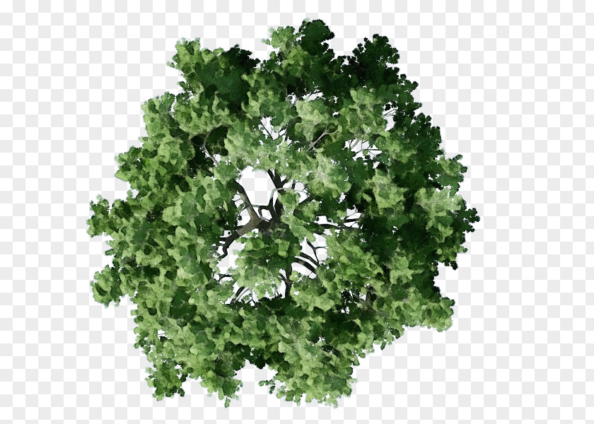 Parsley Family Herb Tree Background PNG