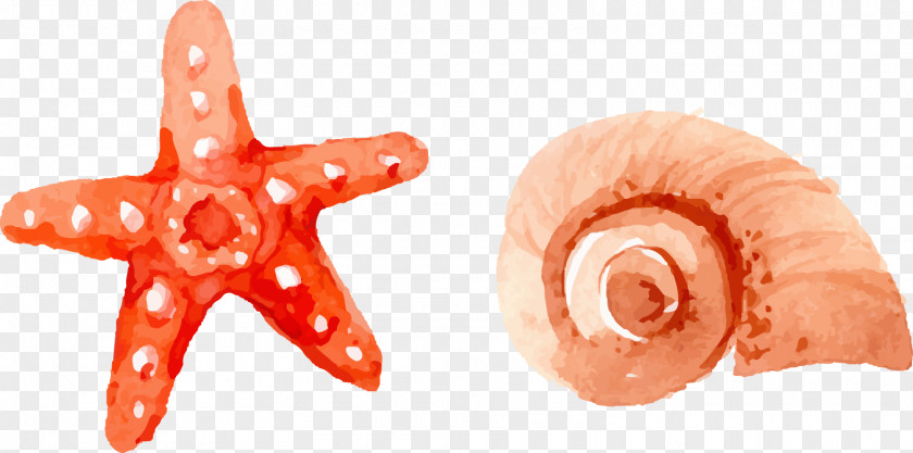 Vector Painted Starfish And Conch Watercolor Painting Summer Drawing PNG