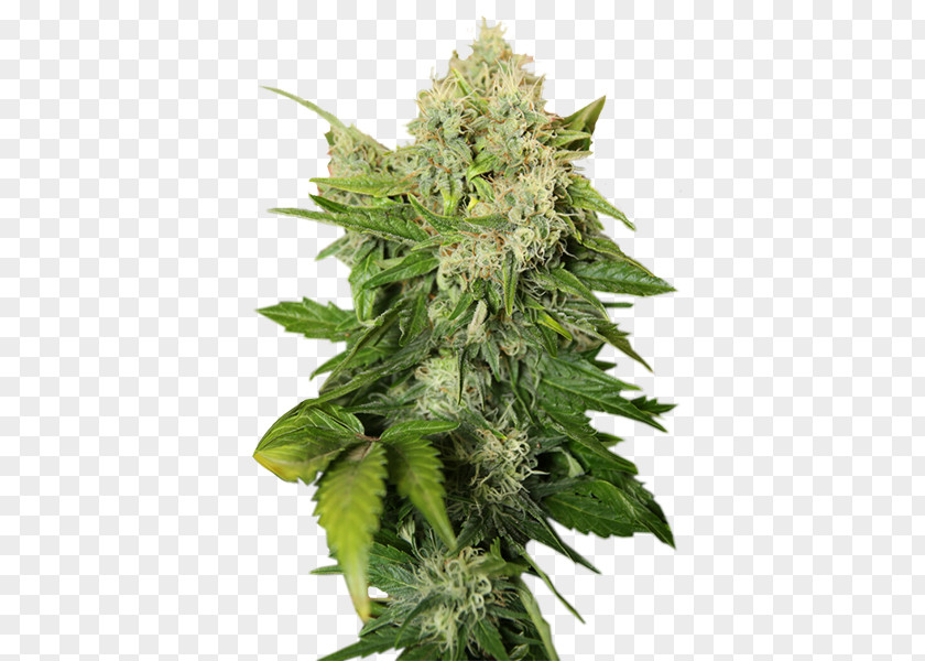 Cannabis Cup Tea Sativa PNG