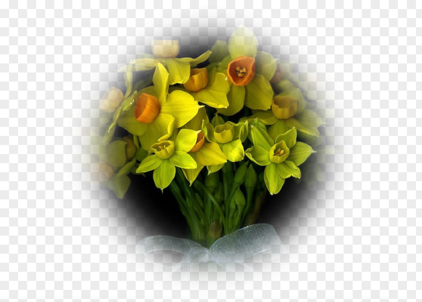 Mimosa Flower Photography Photographer Animation PNG