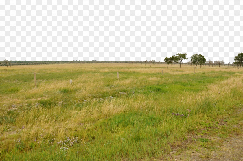 To The Grass Add Countless Vitality Grassland Clip Art PNG