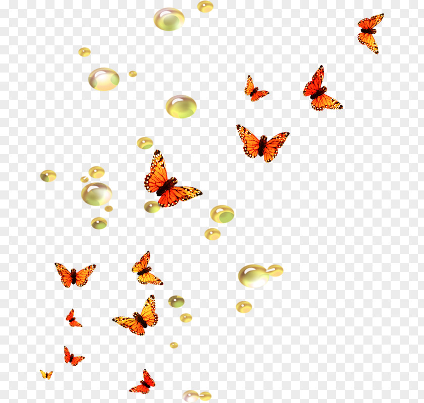 Butterfly Desktop Wallpaper Moth Bird PNG