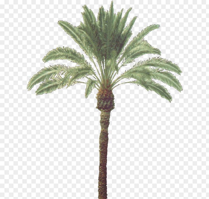 Coconut Asian Palmyra Palm Arecaceae Trachycarpus Fortunei Plant PNG